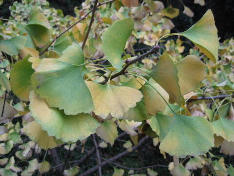 Ginkgo biloba mit Herbstfärbung in China