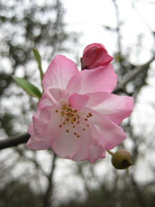 Kirschblüte in China