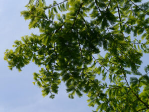 Metasequoia glyptostroboides, Urweltmammutbaum, Chinesisches Rotholz, Chinesische Wasserlärche