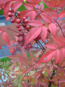 Nandina domestica, Himmelsbambus