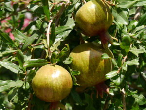 Granatapfelfrüchte, Punica granatum in China