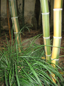 Bambus und Ophiopogon japonicus im Yu Garten, Shanghai