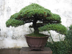 chinesische Bonsai sind sowohl in größeren Gefäßen und erreichen auch eine andere Größe als japanische Bonsais.