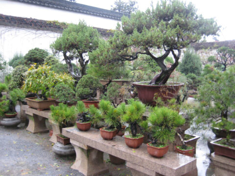 Blick in eine Bonsai-Baumschule in Suzhou