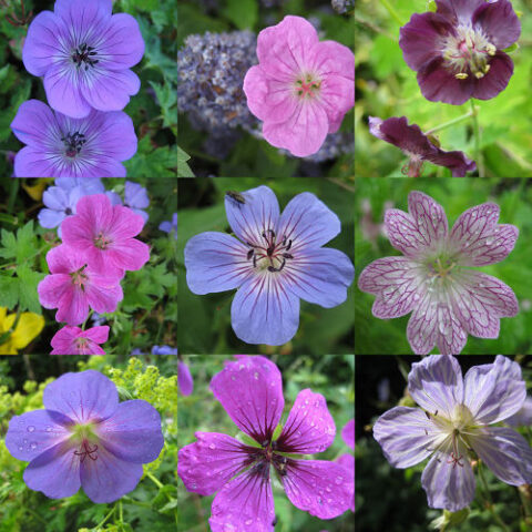 Collage von Geranium-Blüten in Wurzerlsgarten