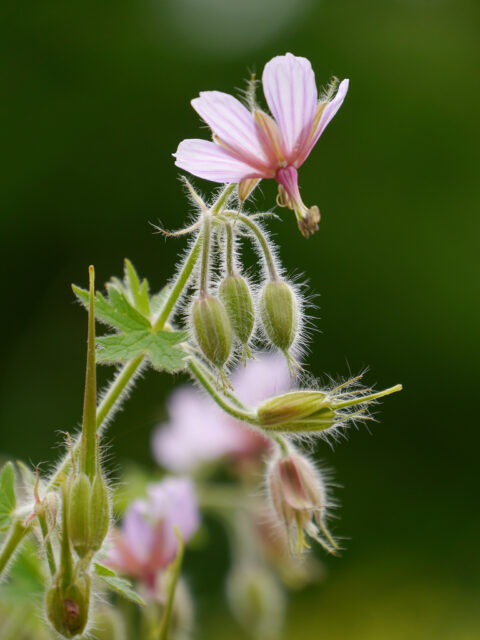 Geranium aristatum, Gegrannter Storchschnabel, Wurzerlsgarten