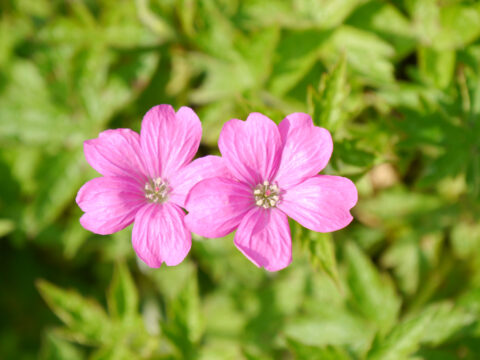 Geranium endressii 'Wargrave Pink', Rosa Storchschnabel, Wurzerlsgarten