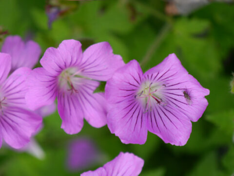 Geranium gracile x ibericum 'Sirak', Wurzerlsgarten