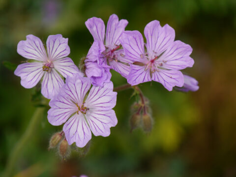 Geranium malviflorum, Malvenblütiger Storchschnabel, Wurzerlsgarten