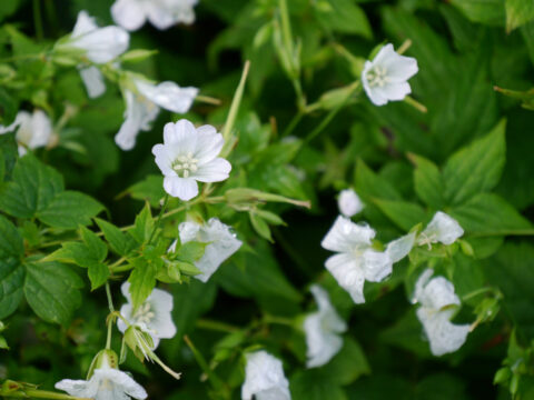 Geranium nodosum 'Silverwood', knotiger Bergstorchschnabel, Wurzerlsgarten