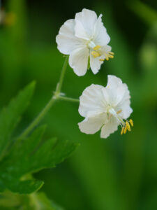 Geranium phaeum 'Album', Wurzerlsgarten