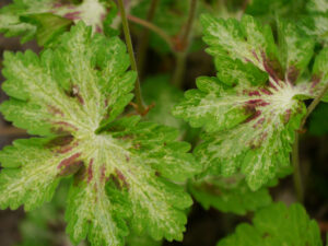 Geranium phaeum 'Springtime', Wurzerlsgarten