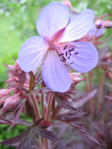 Geranium pratense 'Midnight Reiter', Wurzerlsgarten