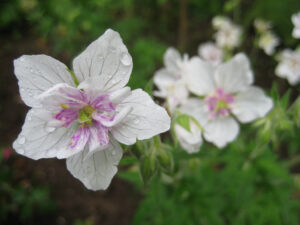 Geranium pratense 'Plenum Album',Wurzerlsgarten