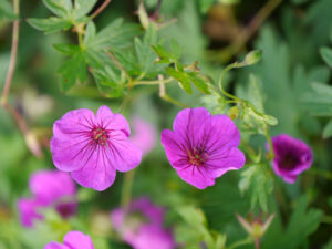 Geranium psilostemon x sanguineum 'Little David', Wurzerlsgarten