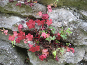 Geranium pyrenaicum, Pyrenäen-Storchschnabel, Wurzerlsgarten