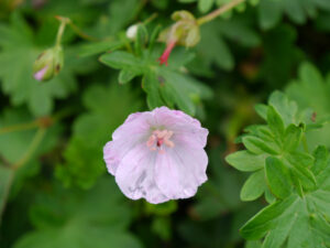 Geranium sanguineum 'Apfelblüte', Wurzerlsgarten