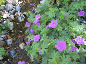 Geranium sanguineum, Wurzersgarten