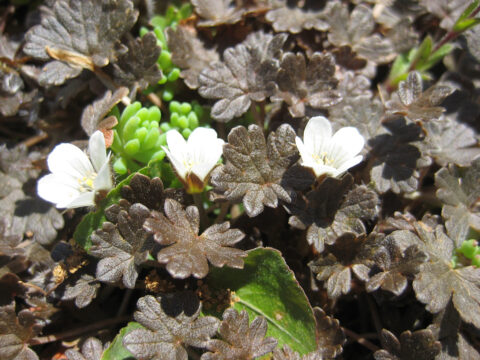 Geranium sessiliflorum 'Nigricans', Wurzerls Steingarten