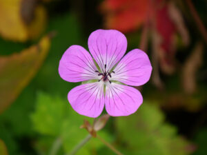 Geranium wallichianum 'Pink Penny' Wurzerlsgarten