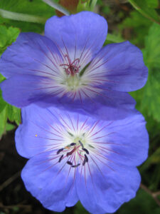 Geranium wallichianum 'Rozanne', Wurzerlsgarten