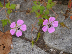 Geranium wallichianum 'Sweet Heidy', Wurzerlsgarten