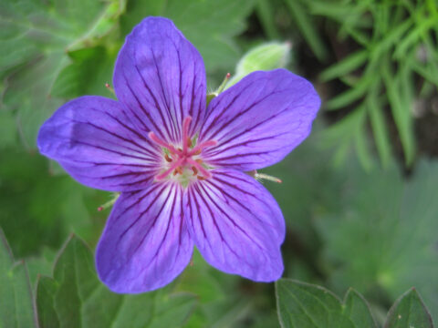 Geranium wlassovianum, Sibirischer Storchschnabel, Wurzerlsgarten