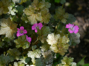 Geranium x cultorum 'Orkney Cherry', Wurzerlsgarten