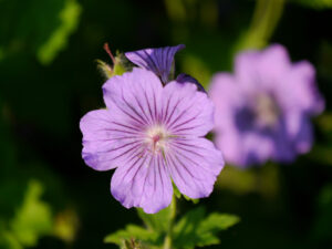 Geranium x magnificum (G.platypetalum x G.ibericum) 'Anemoniflorum', Wurzerlsgarten