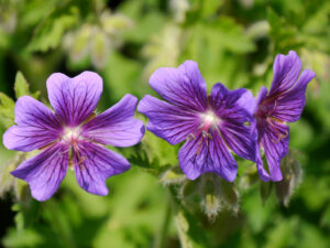 Geranium x magnificum, Pracht-Storchschnabel, Wurzerlsgarten