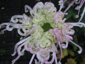 Chrysanthemum x grandiflorum Hybr. in China