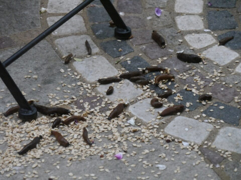 Spanische Wegschnecken fressen auf der Terrasse das Vogelfutter in Wurzerlsgarten