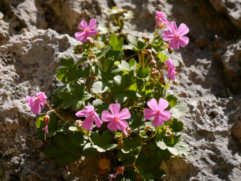 Geranium lucidum L., Yazılı Kanyon Tabiat Parkı, Taurus, Türkei