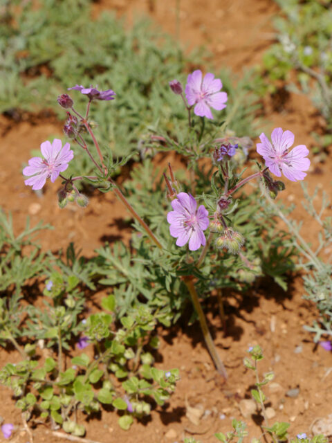 Geranium libanoticum Schenk, Kaplanliköy, Taurus, Türkei