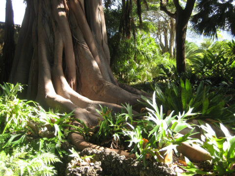 Botanischer Garten, Santo Domingo, Dominikanische Republik