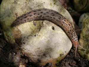 Schnecken, Schnegel, Tigerschnegel, Limax maximus, Wurzerlsgarten