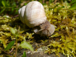 Schnecken, Schnirkelschnecke, Weinbergschnecke, Helix pomatia in Wurzerlsgarten