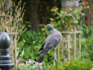 Ringeltaube, Columba palumbus, in Wurzerlsgarten