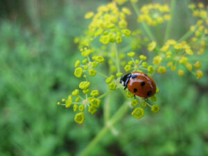 Coccinella septempunctata, 7-Punkt- Marienkäfer, Siebenpunkt, Wurzerlsgarten