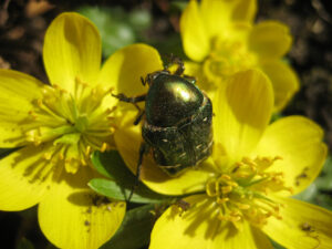 Käfer, gemeiner Rosenkäfer, Cetonia aurata auf  Winterlingen, Eranthis, Wurzerlsgarten