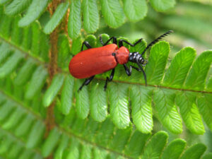 Käfer, Scharlachroter Feuerkäfer (Pyrochroa coccinea)                     