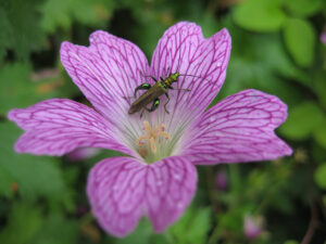 Käfer, Grüner Scheinbockkäfer, Oedemera nobilis, Wurzerlgarten