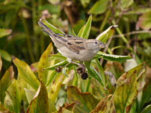 Haussperling, Spatz, in Wurzerlsgarten