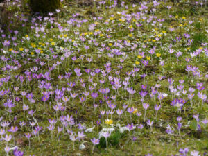 Elfenkrokusse und Winterlinge helfen den ersten Bienen und Hummelköniginnen schon ab Februar, wenn es über 7 Grad+ hat.