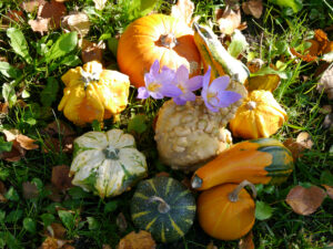 Herbstkrokus 'Artabir' und Losen blühen im Oktober und November in Wurzerlsgarten