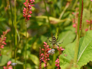 Wespenspinne, Argiope bruennichi, auf Persicaria, Kerzenknöterich, Wurzerlsgarten      