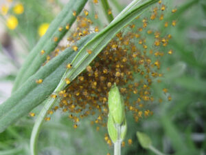 Gartenkreuzspinne, Araneus diadematus, in Wurzerlsgarten