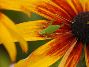 grünes Heupferd auf Rudbeckia hirta