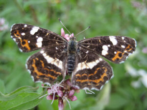 Landkärtchen, Araschnia levana, Sommerform, Wurzerlsgarten 