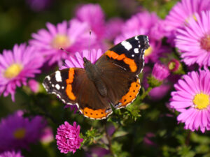 Edelfalter, Admiral, Vanessa atalanta, auf Aster, Wurzerlsgarten